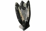 Fossil Goniatite & Orthoceras Sculpture - #104260-1